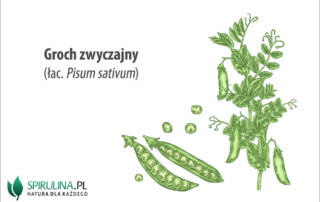 Groch zwyczajny
