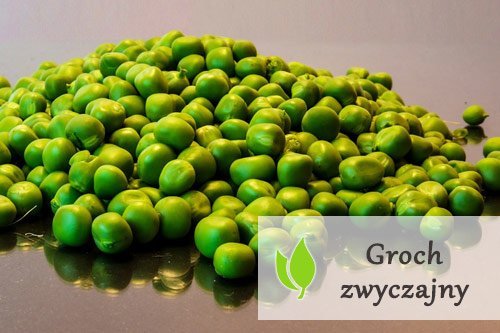 Groch zwyczajny – właściwości i zastosowanie Groch zwyczajny - właściwości i zastosowanie