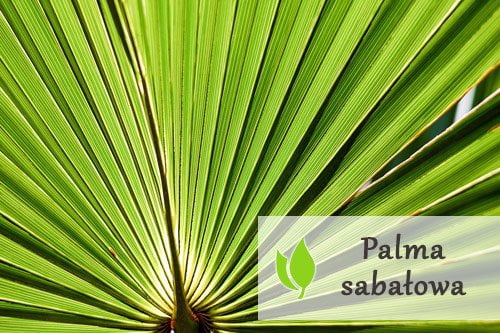 Palma sabałowa – właściwości i zastosowanie Palma sabałowa - właściwości i zastosowanie