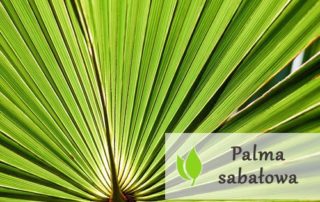 Palma sabałowa - właściwości i zastosowanie