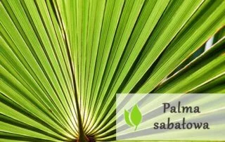 Palma sabałowa - właściwości i zastosowanie