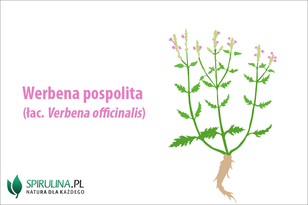 Werbena pospolita – właściwości i zastosowanie Werbena pospolita - właściwości i zastosowanie