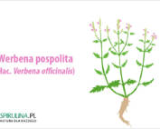 Werbena pospolita
