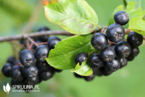 Aronia