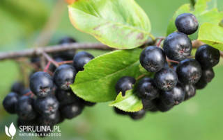 Aronia