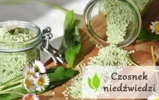 Czosnek niedźwiedzi - charakterystyka