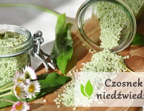 Czosnek niedźwiedzi – charakterystyka