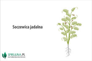 Soczewica jadalna