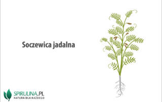 Soczewica jadalna