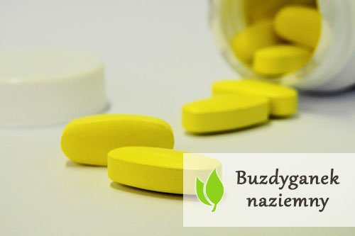 Buzdyganek naziemny – czym jest i jak działa? Buzdyganek naziemny - czym jest i jak działa?