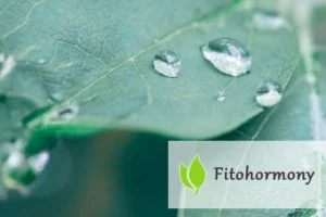 Fitohormony - czym są i jak działają?