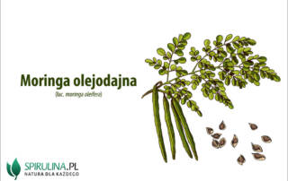 Moringa