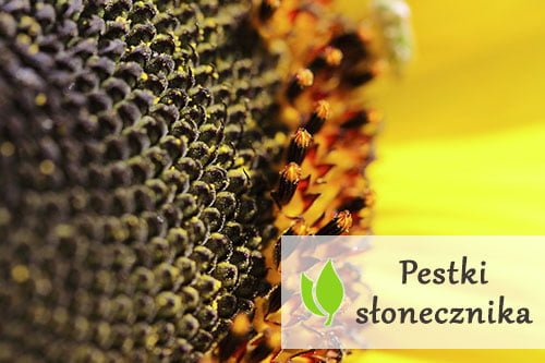 Pestki słonecznika – wartości odżywcze Pestki słonecznika - wartości odżywcze
