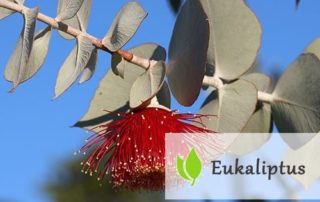 Eukaliptus - zastosowanie i właściwości lecznicze