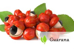 Guarana - charakterystyka