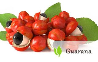 Guarana - charakterystyka