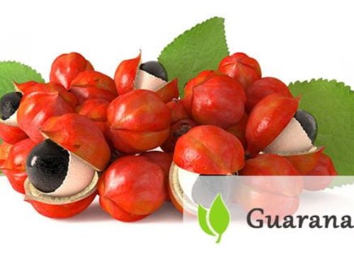 Guarana – charakterystyka