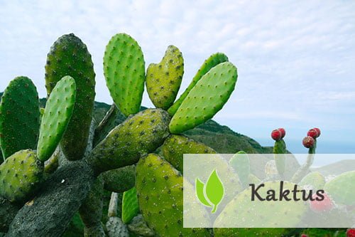 Kaktus – jakie właściwości posiada? Kaktus - jakie właściwości posiada?