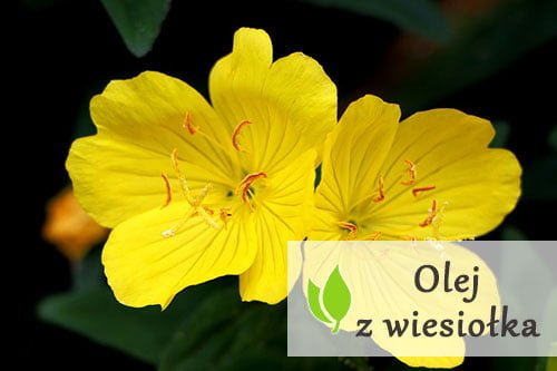 Olej z wiesiołka – właściwości i stosowanie Olej z wiesiołka - właściwości i stosowanie