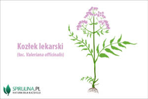 Kozłek lekarski