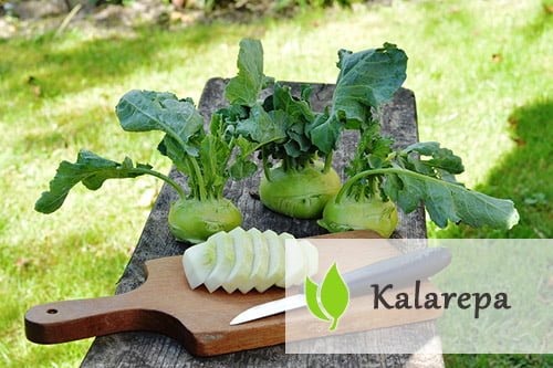 Kalarepa – jak wpływa na zdrowie człowieka? Kalarepa - jak wpływa na zdrowie człowieka?