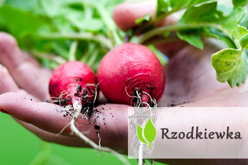 Rzodkiewka – jak wpływa na nasze zdrowie? Rzodkiewka - jak wpływa na nasze zdrowie?