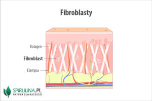 Fibroblasty Fibroblasty