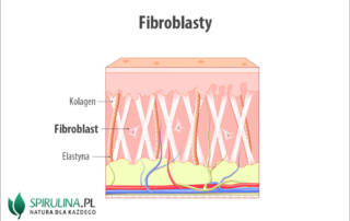 Fibroblasty