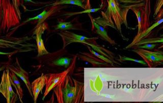 Fibroblasty - podstawowe właściwości