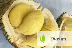 Durian - śmierdzący owoc tropikalny
