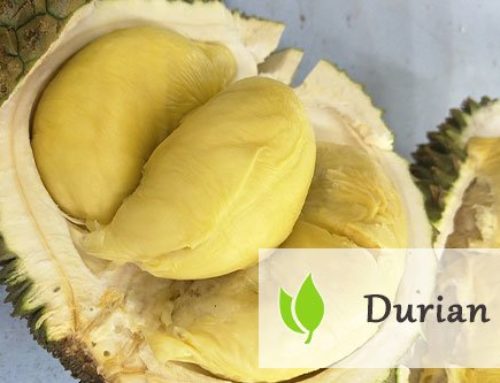 Durian – śmierdzący owoc tropikalny