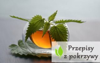 Przepisy z pokrzywy