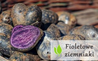 Fioletowe ziemniaki - właściwości i zastosowanie