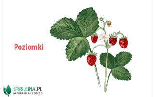 Poziomki - bomba witaminowa