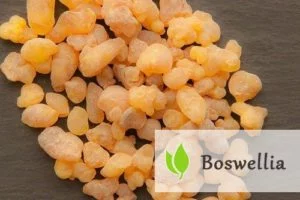 Boswellia serrata