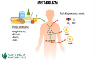 Metabolizm