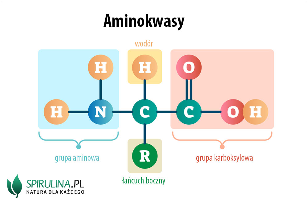 Aminokwasy - podział i rola - algi Spirulina i Chlorella