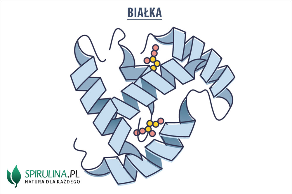 bia-ka-budowa-funkcje-r-d-a-algi-spirulina-i-chlorella