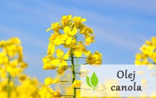 Olej canola