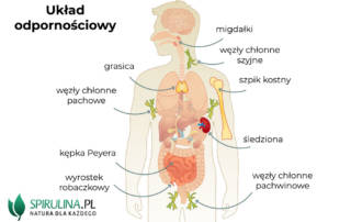 Układ odpornościowy