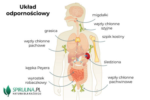 Układ odpornościowy - algi Spirulina i Chlorella