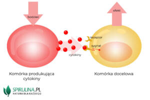 Cytokiny