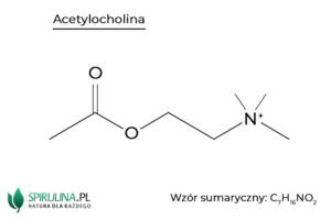 Acetylocholina