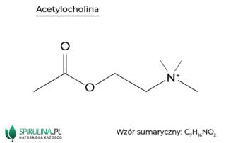 Acetylocholina