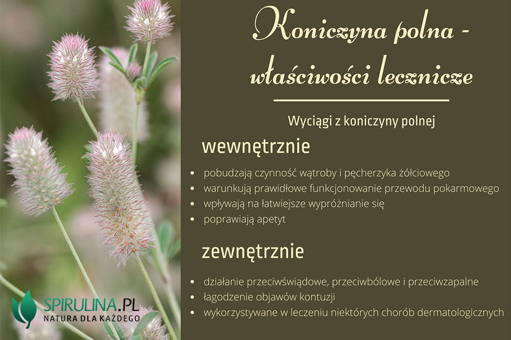 Koniczyna polna właściwości lecznicze