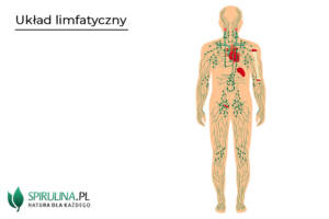 Jak wzmocnić układ limfatyczny?
