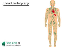 Jak wzmocnić układ limfatyczny?