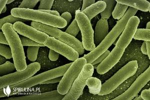 Bakterie oporne na antybiotyki