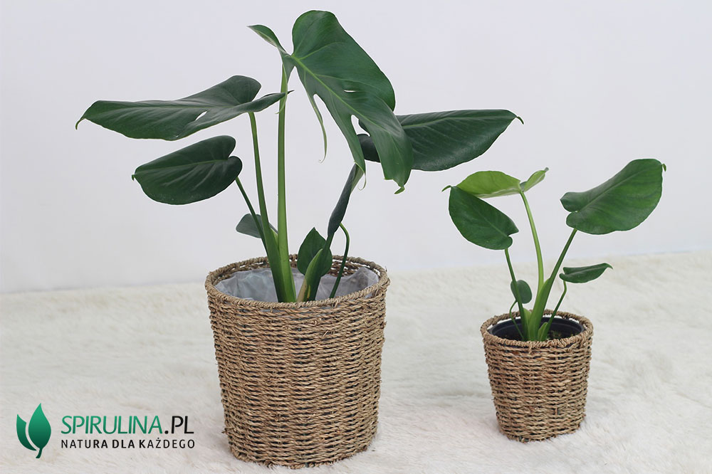 philodendron monkey Monstera Adansonii (Philodendron Monkey Mask) – Secret Garden Plant Shop main image 1