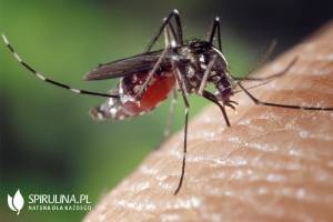 Domowe sposoby na ugryzienie komara